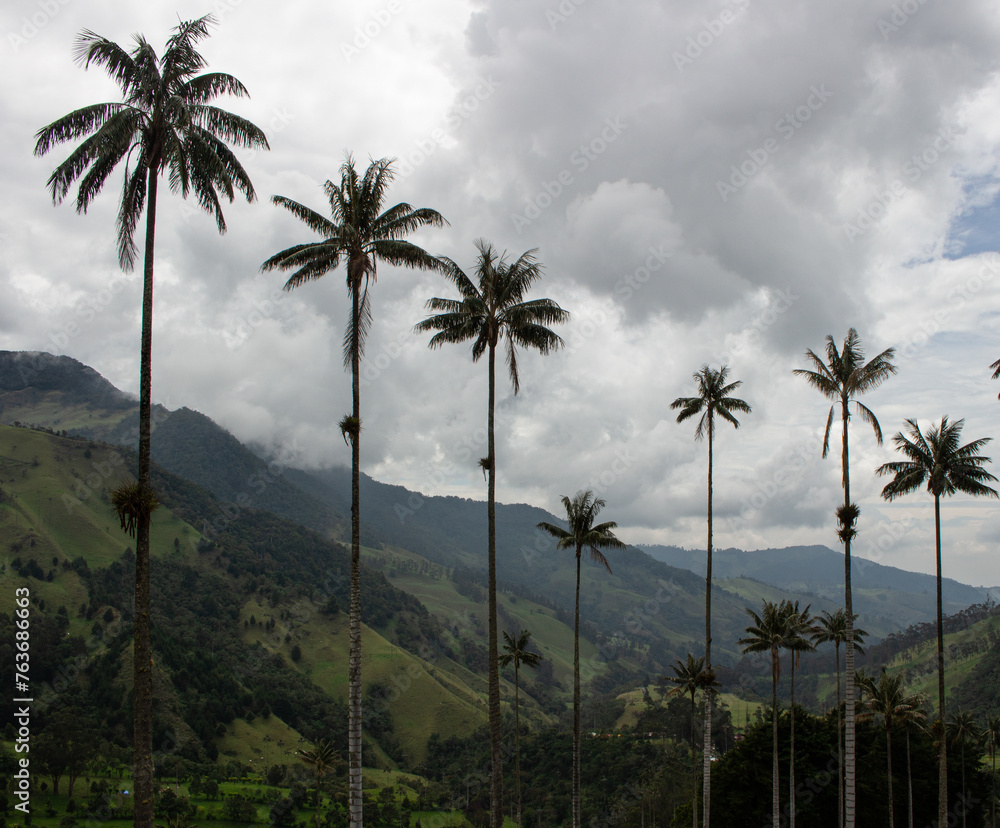 Cocora sky palm