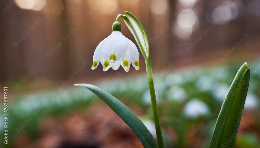 Leucojum vernum (spring snowflake) in spring forest, Czech republic, Europe Leucojum vernum (spring snowflake) in spring forest, Czech republic, Europe