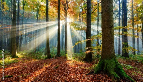 sun beams in an autumn morning forest