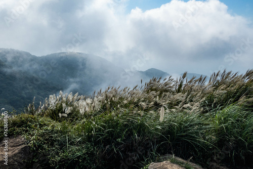 Trekking through Chinese silvergrass in Yangmingshan National Park, Taipei, Taiwan photo