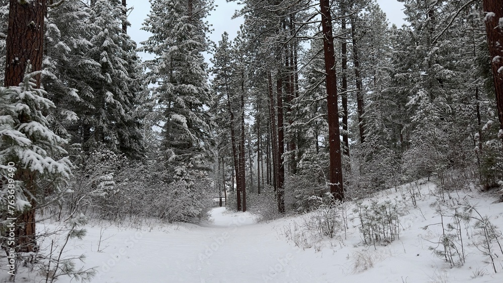 Fototapeta premium forest in winter