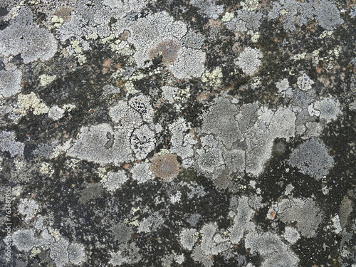 multicolored lichen on stones, natural background, copy space