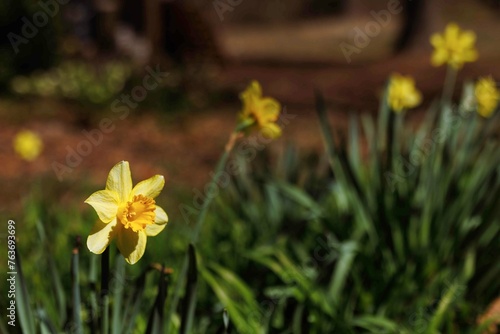 Vibrant Yellow Daffodils and Lush Green Foliage in Spring Garden with Blurred Background