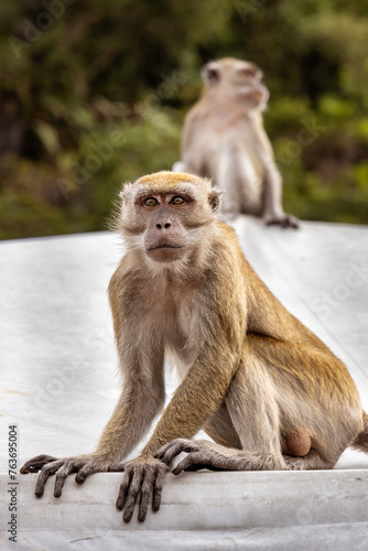 Macaque monkeys at the Batu Caves  Kuala Lumpur  Malaysia  Southeast Asia