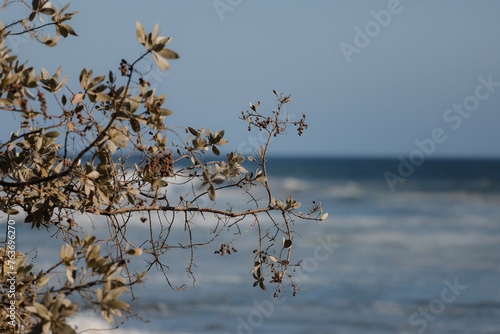 Playa con arbusto al atardecer photo