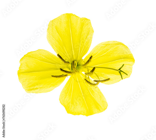 Flower head of a square-bud primrose isolated on a light table in fine details photo