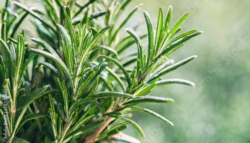 Fresh Organic Rosemary Leaves With Copy Space Green Background Defocused