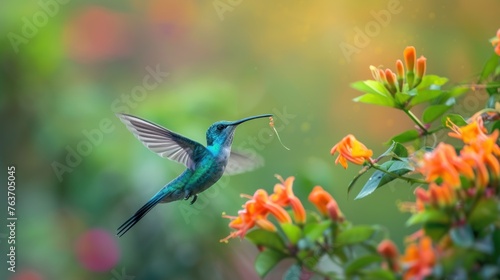 Green Purple-eared Hummingbird, (Colibri thalassinus), drinking flower nectar while flying in the forest