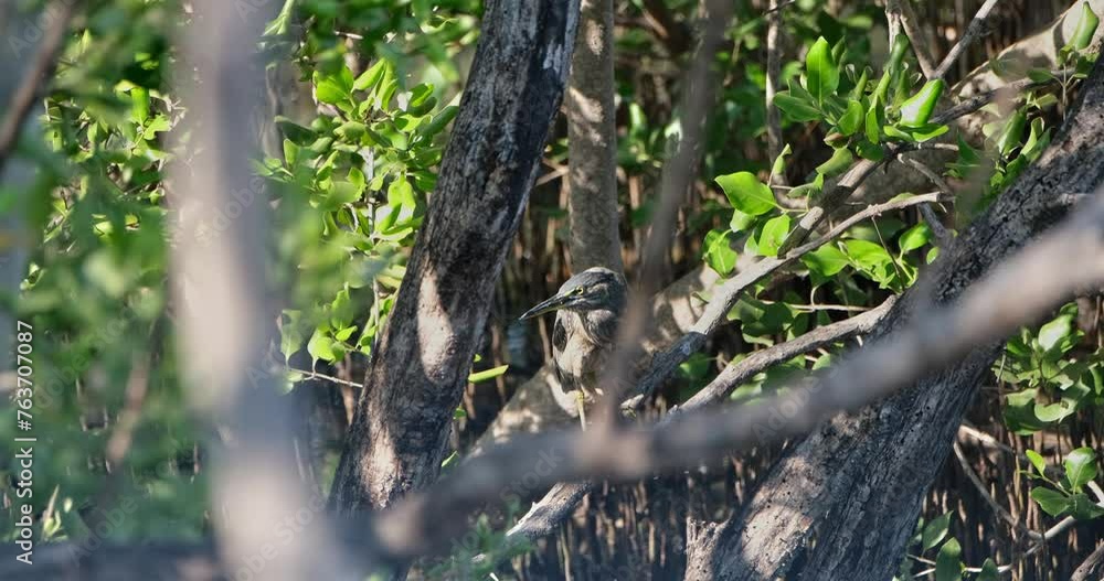 Seen deep into the forest of the mangrove forest perched while looking around, Striated Heron Butorides striata, Thailand Seen deep into the forest of the mangrove forest perched while looking around, Striated Heron Butorides striata, Thailand
