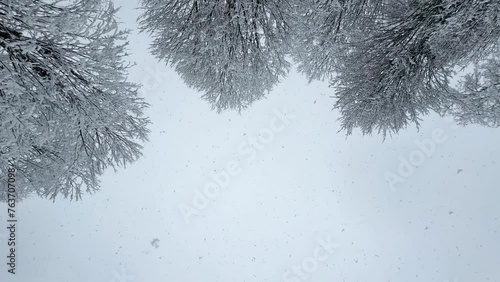 Snow flakes in winter the landscape of three triple trees in forest heavy snowfall the white snow nature landscape wonderful upward looking at sky in Hyrcanian forest in countryside mountain highland photo