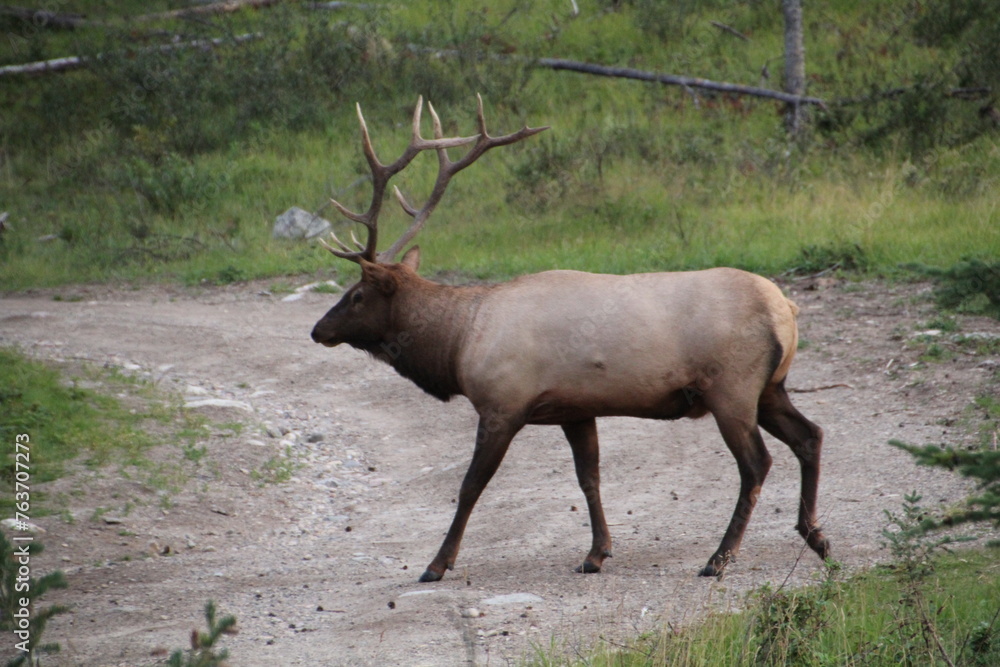 Elk In The Wild, Jasper National Park, Alberta Elk In The Wild, Jasper National Park, Alberta