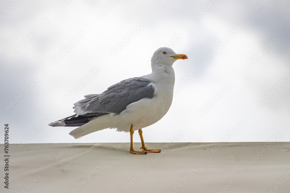 Seagull bird close-up in nature Seagull bird close-up in nature