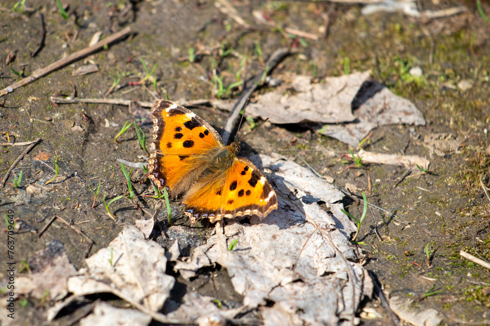 butterfly urticaria sits on the ground spring nature butterfly urticaria sits on the ground spring nature
