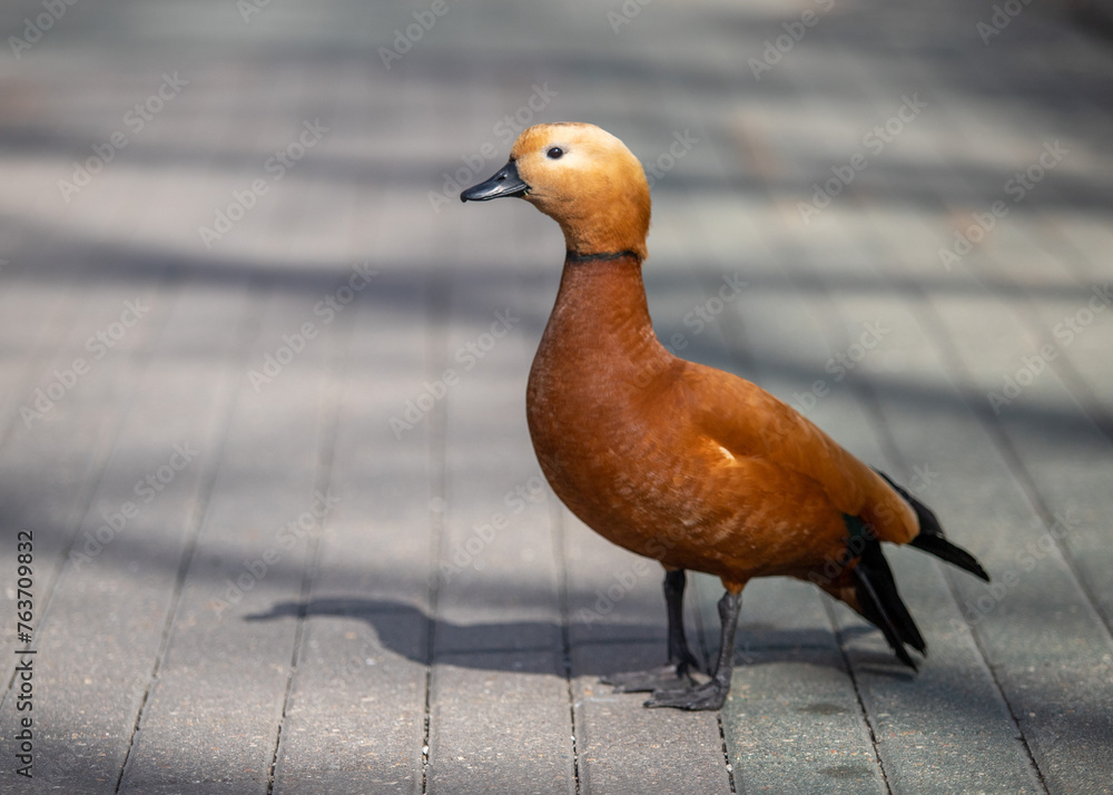 Ogar, red duck, in the city park. - obrazy, fototapety, plakaty 