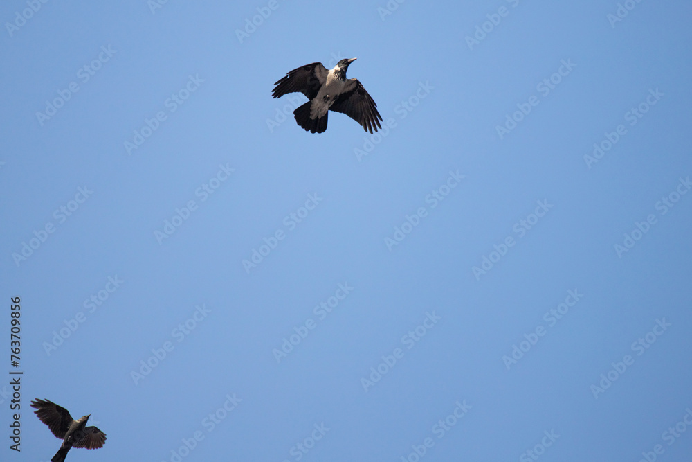 Fototapeta premium crow in flight against the blue sky