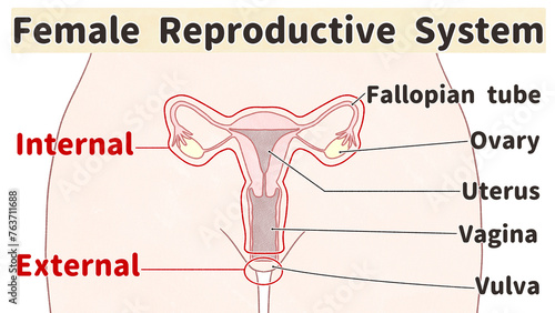 Female reproductive system Labeled Diagram PNG
