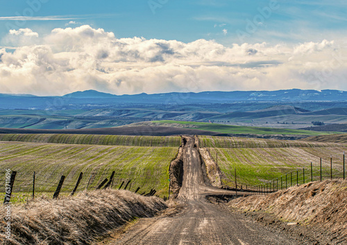 Fields of Winter Wheat coming up in the early spring. 