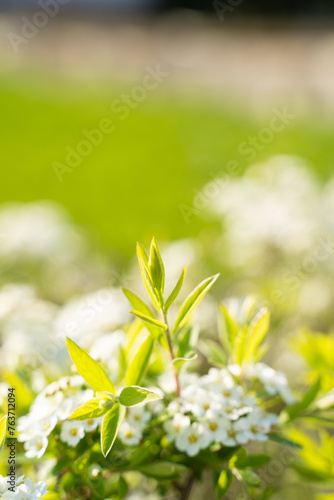 A close up of a shrub with white flowers and green leaves  creating a beautiful natural landscape. The petals stand out against the green grass and groundcover  resembling a meadow in full bloom
