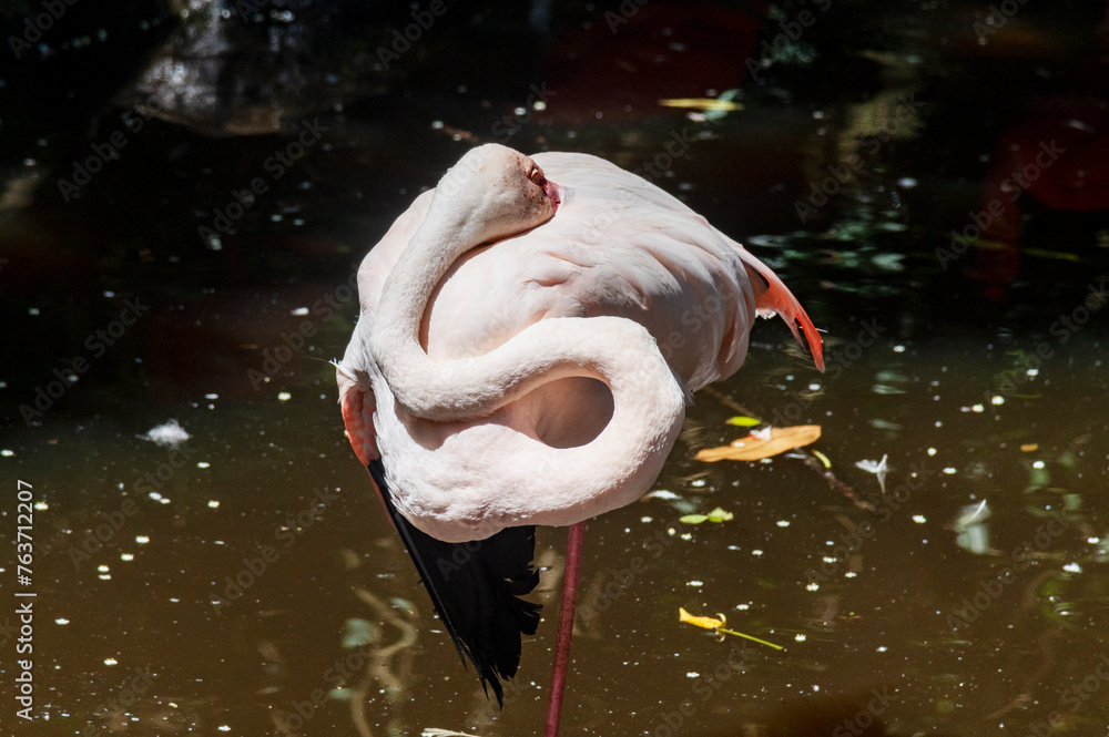 flamingo in the water