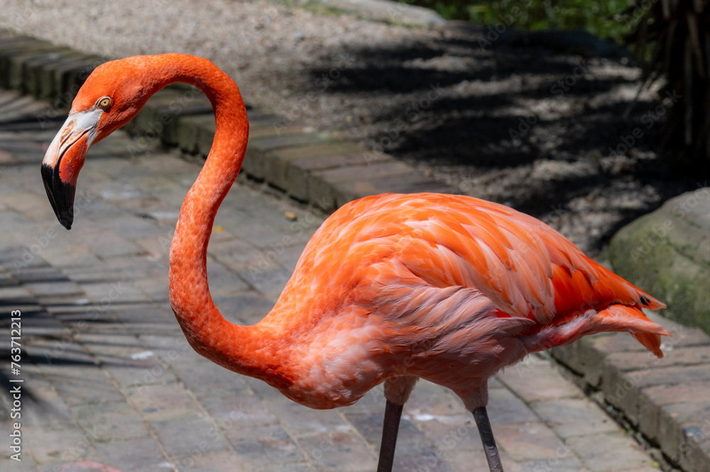 close up of a flamingo