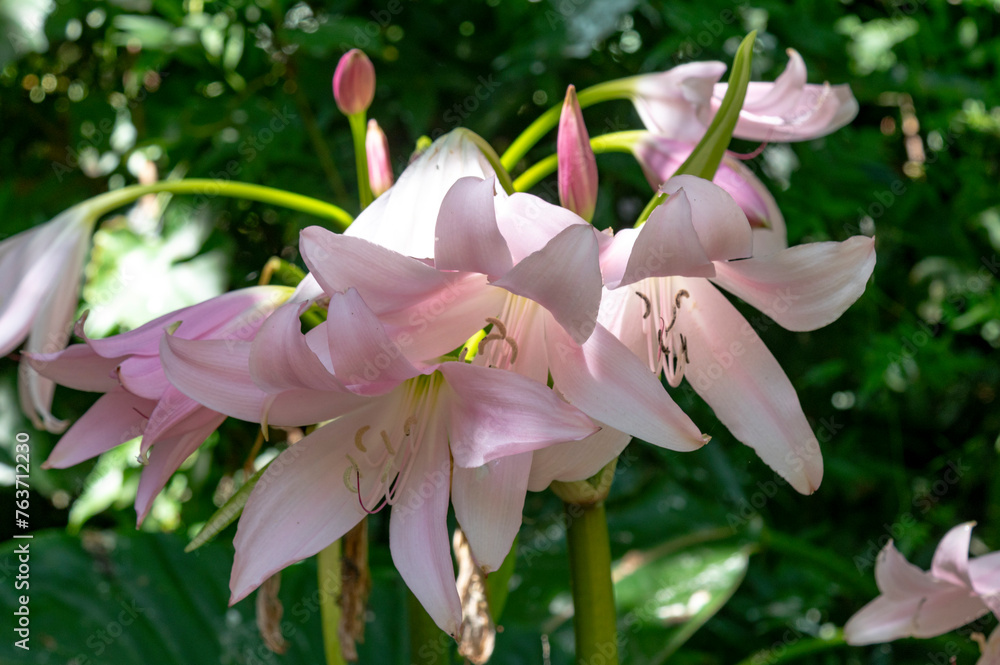 pink magnolia flowers