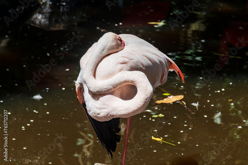 Obraz na płótnie flamingo in the water w salonie