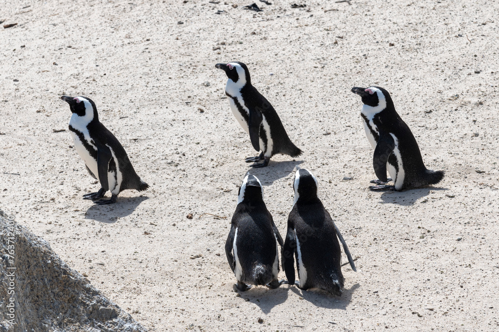 Colony of penguins in Cape Town