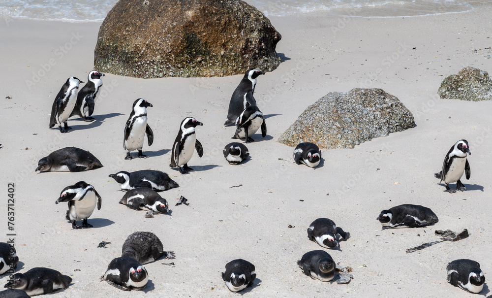 Colony of penguins in Cape Town