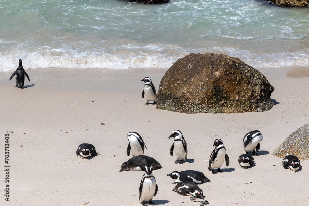penguin on the beach