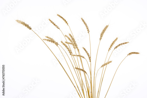 スタジオで撮影した小麦