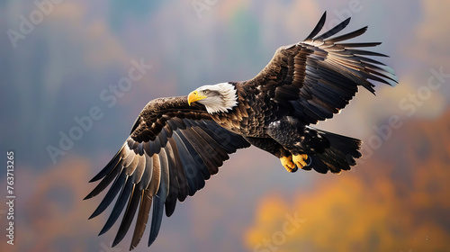 Adult bald eagle in mid-flight over autumnal backdrop, wings fully spread, and talons ready for hunting