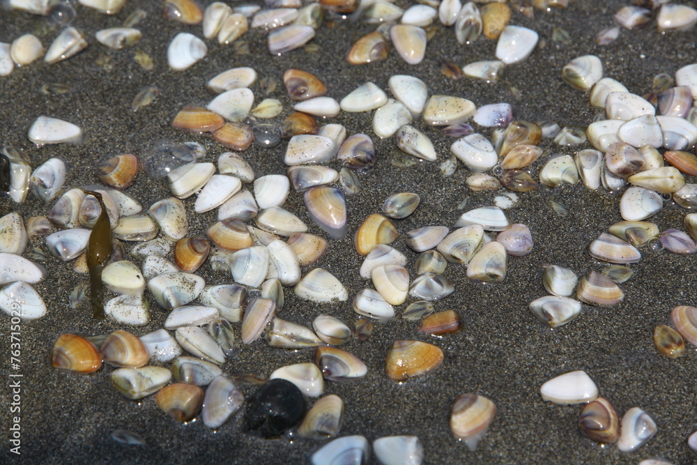 pebbles on the beach pebbles on the beach