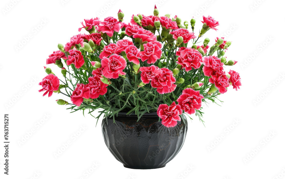 Pot of Carnations: Blooming Beauty isolated on transparent Background Pot of Carnations: Blooming Beauty isolated on transparent Background
