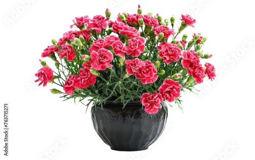 Wallpaper Mural Pot of Carnations: Blooming Beauty isolated on transparent Background Torontodigital.ca