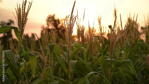 Maize stalks swaying in the breez with sunset.Harvest ecological products  agro-Industry concept,plantation of agricultural products,feed industry. photo