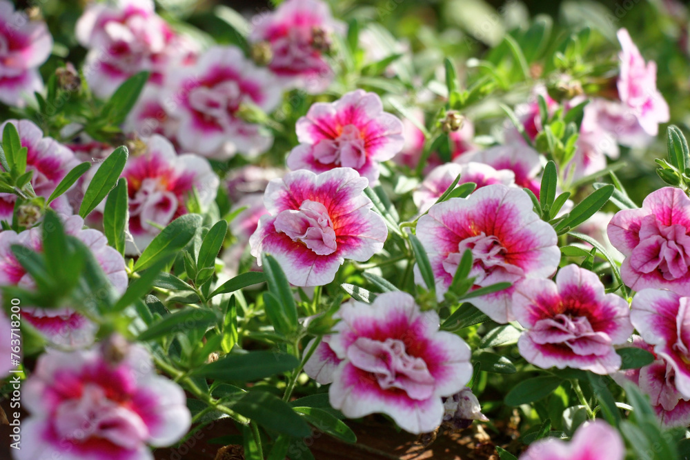 The blossoming surfinia plant with beautiful terry flowers unevenly is lit with a sunlight.