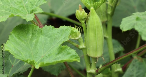 Okra seed pod growing in garden. Lady's fingers. Abelmoschus esculentus. Gumbo. Bhindi.
