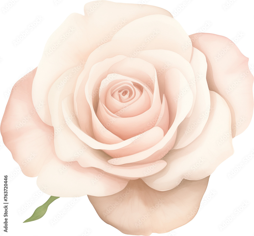watercolor illustration pink Rose flower and green leaves. Florist bouquet, International Women's Day, Mother's Day, wedding flowers. watercolor illustration pink Rose flower and green leaves. Florist bouquet, International Women's Day, Mother's Day, wedding flowers.