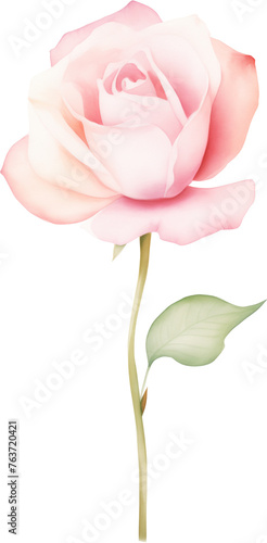 watercolor illustration pink Rose flower and green leaves. Florist bouquet, International Women's Day, Mother's Day, wedding flowers.