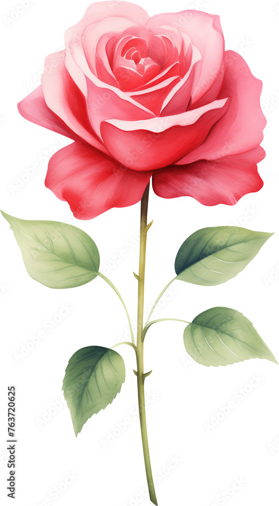 watercolor illustration red Rose flower and green leaves. Florist bouquet, International Women's Day, Mother's Day, wedding flowers. watercolor illustration red Rose flower and green leaves. Florist bouquet, International Women's Day, Mother's Day, wedding flowers.