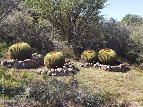 Cactus Biznaga photo
