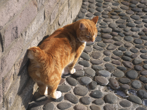 Slika na platnu Red haired Kurilian Bobtail breed cat with funny short tail on the street