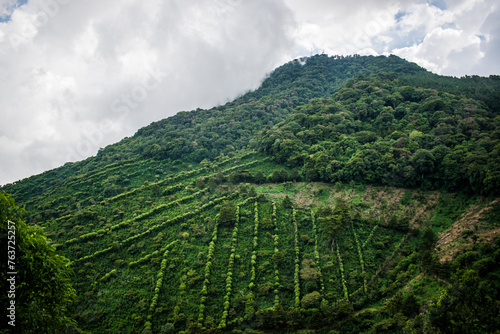 plantation in the morning