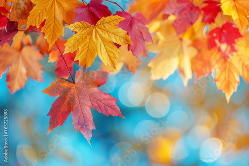 A vibrant canopy of autumn maple leaves, with a backdrop of soft bokeh