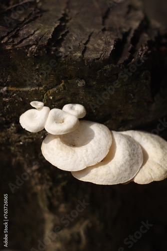 Splitgill Mushroom or Jamur Pohon Mangga photo