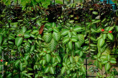 Episcia cupreata is an ornamental plant that comes from the genus Episcia, this flowering plant comes from Africa, including the Gesneriaceae family. lush ornamental plants, wet with rain. Houseplant photo