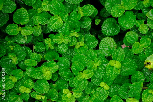 Creeping Charlie. Pilea nummulariifolia. This plant itself is a type of plant originating from northern South America. Usually used as an ornamental plant in the room or used as a hanging plant. photo