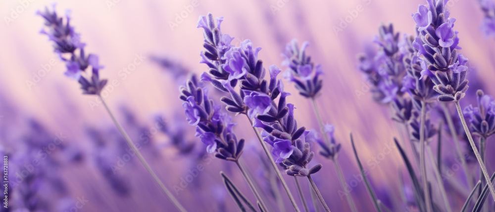 Fototapeta premium Collection of Purple Lavender flowers blooming in soft pastel bright colors on a vast natural spring floral wide background