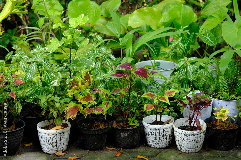 Miana or Coleus atropurpureus is a shrub with a height of up to 1.5 m. Tropical garden. Miana or Coleus atropurpureus is a shrub with a height of up to 1.5 m. Tropical garden.