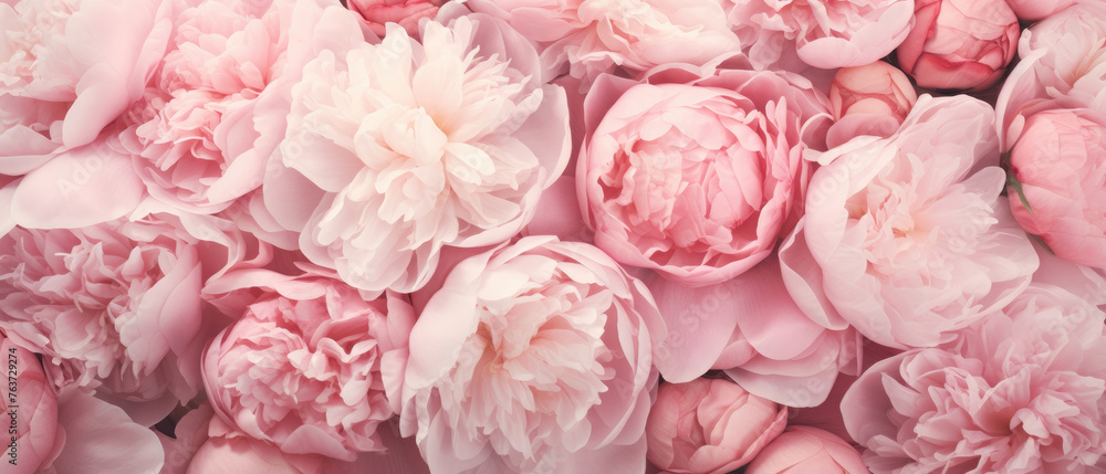 Collection of Pink Purple Peony flowers blooming in soft pastel bright colors on a vast natural spring floral wide background created with Generative AI Technology 